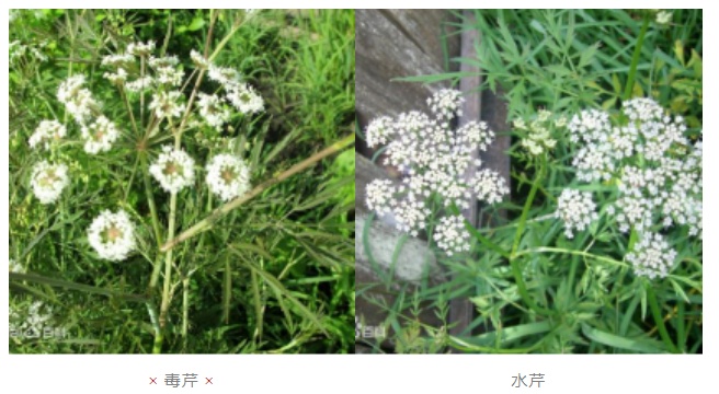 一家3口误食野菜,全部中毒!小心,很多人爱吃 一家3口误食野菜,全部中毒!小心,很多人爱吃