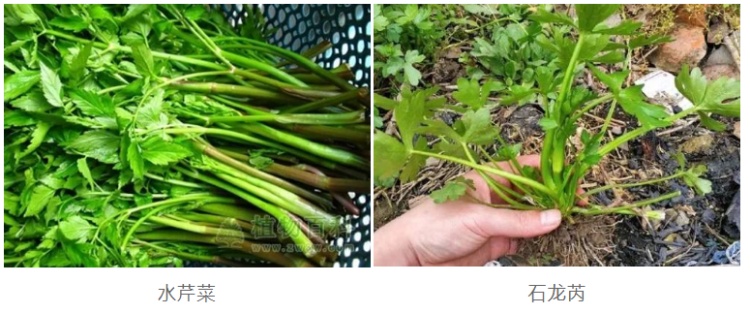一家3口误食野菜,全部中毒!小心,很多人爱吃 一家3口误食野菜,全部中毒!小心,很多人爱吃