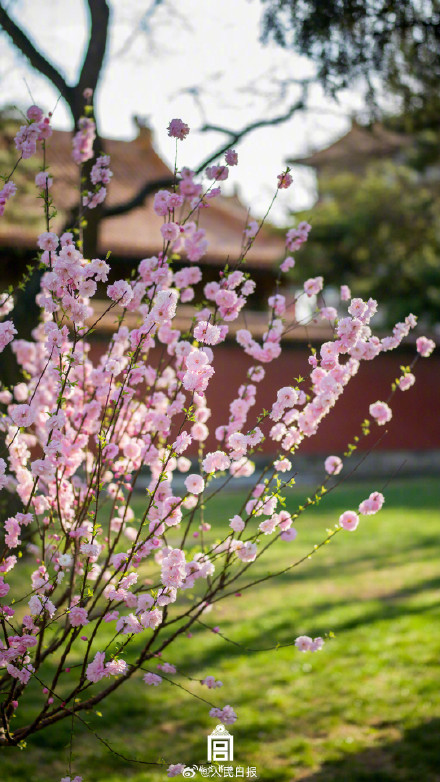 收藏！故宫花花花花壁纸上新