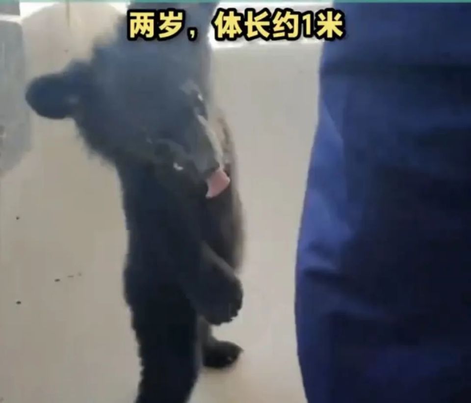 2岁“熊娃”出逃失踪,一动物园紧急关闭!网友:还好找到了 2岁“熊娃”出逃失踪,一动物园紧急关闭!网友:还好找到了