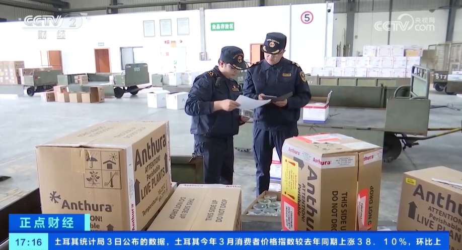 花卉消费市场崛起 花卉种苗种球进口迎来高峰期 花卉消费市场崛起 花卉种苗种球进口迎来高峰期