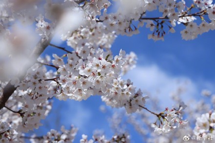 收藏！玉渊潭的樱花是春天写的诗