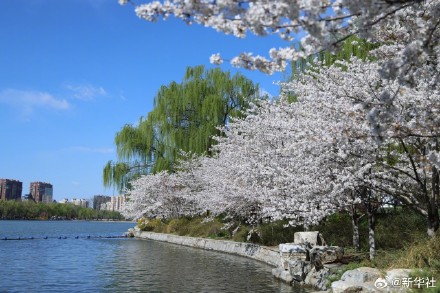 收藏！玉渊潭的樱花是春天写的诗