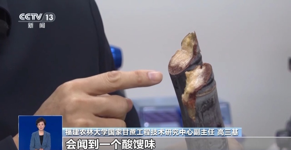 清明前后的甘蔗“毒过蛇”?专家辟谣:元凶是霉菌 清明前后的甘蔗“毒过蛇”?专家辟谣:元凶是霉菌