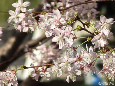收藏！玉渊潭的樱花是春天写的诗