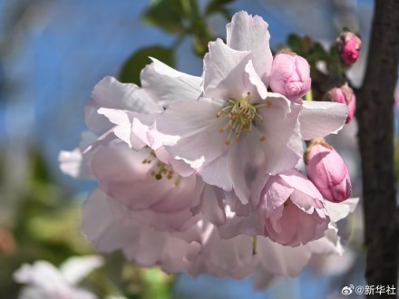 收藏！玉渊潭的樱花是春天写的诗