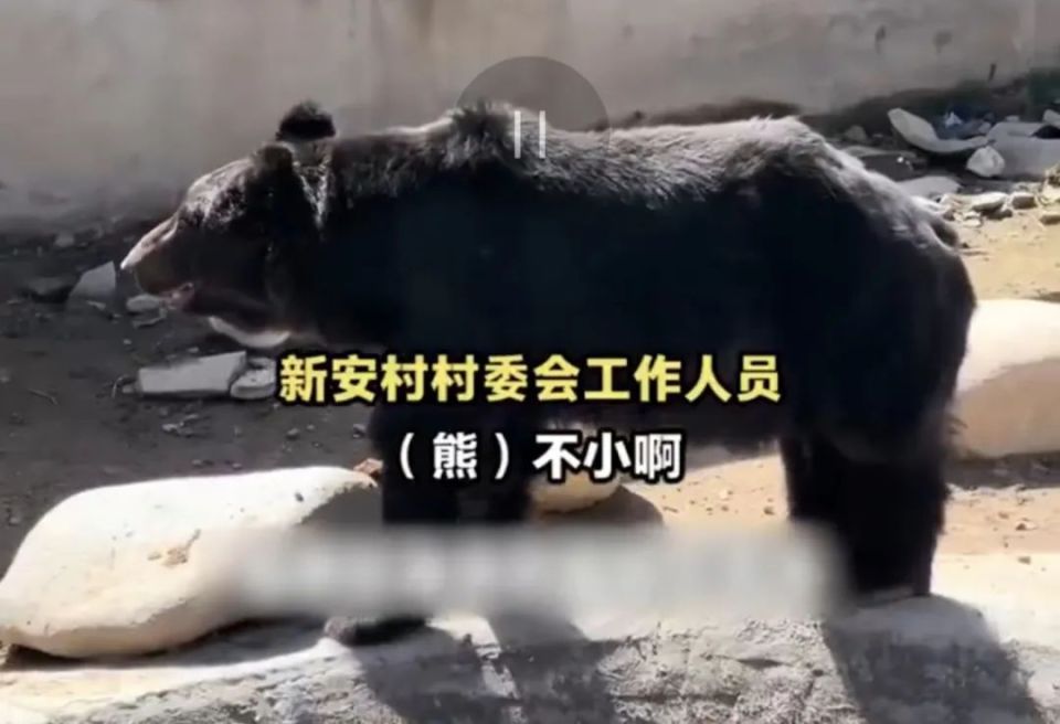 2岁“熊娃”出逃失踪,一动物园紧急关闭!网友:还好找到了 2岁“熊娃”出逃失踪,一动物园紧急关闭!网友:还好找到了