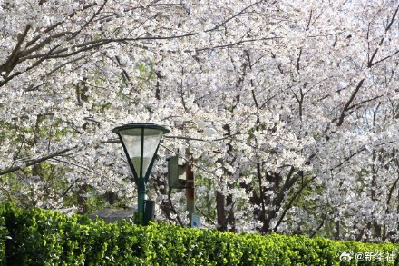 收藏！玉渊潭的樱花是春天写的诗