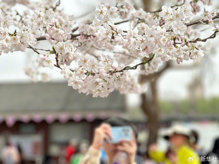 收藏！玉渊潭的樱花是春天写的诗