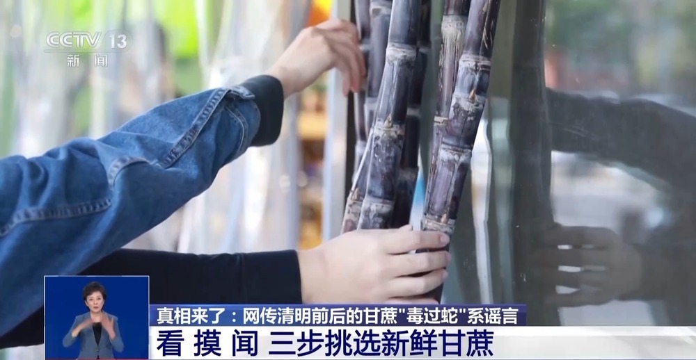 清明前后的甘蔗“毒过蛇”?专家辟谣:元凶是霉菌 清明前后的甘蔗“毒过蛇”?专家辟谣:元凶是霉菌