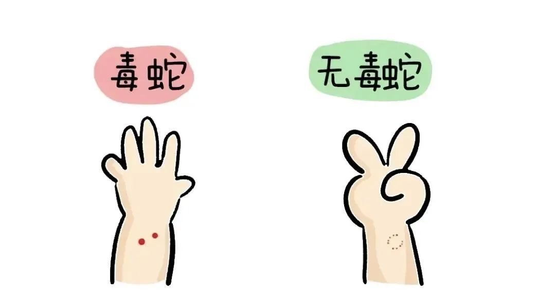 被咬一口肿到发黑!假期出游请注意,严重可致命 被咬一口肿到发黑!假期出游请注意,严重可致命