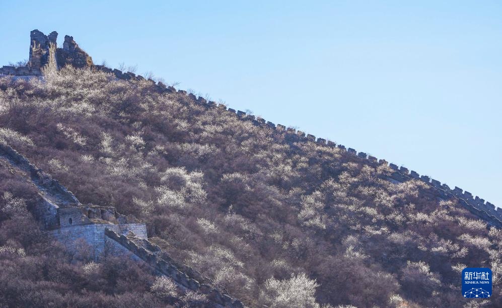 春到长城 山花绽放