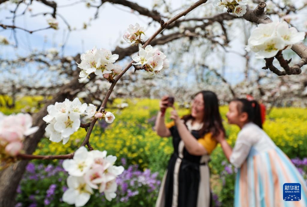 河北晋州：梨花枝上层层雪 游客踏青闻香来