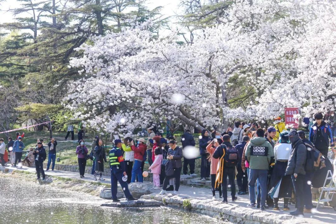 春花“顶流”限时开启夜间梦幻模式！玉渊潭公园，亮了！速来！