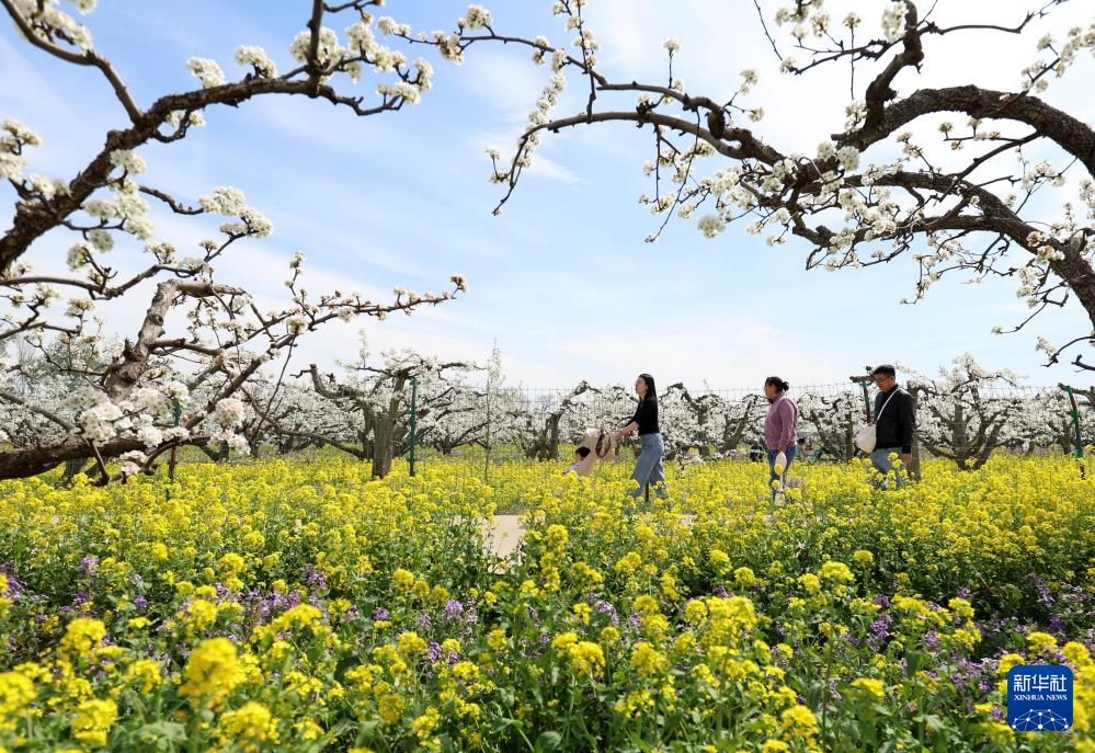 河北晋州：梨花枝上层层雪 游客踏青闻香来