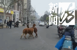 上海街头现两只撒欢羊驼,特警、警察、热心市民30余人合力围捕! 上海街头现两只撒欢羊驼,特警、警察、热心市民30余人合力围捕!