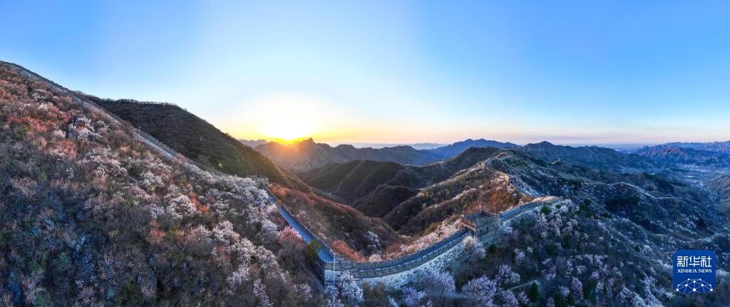 春到长城 山花绽放