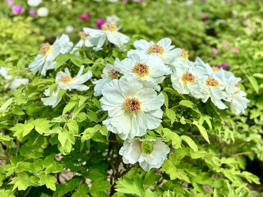 河南牡丹赏花地图来了