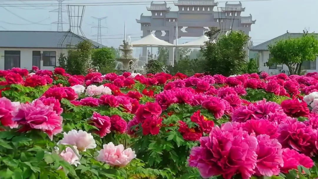 河南牡丹赏花地图来了