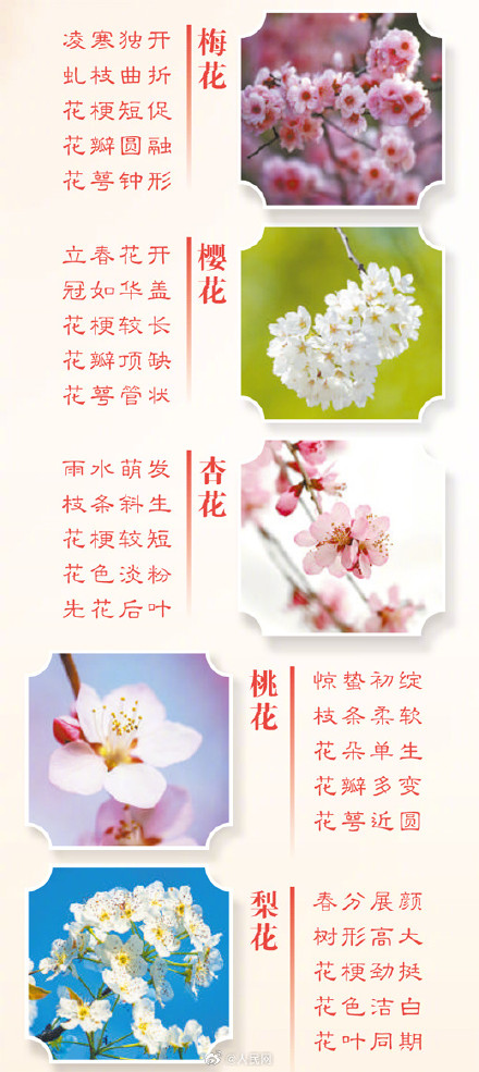 转存!1图教你分辨6种常见春花 转存!1图教你分辨6种常见春花