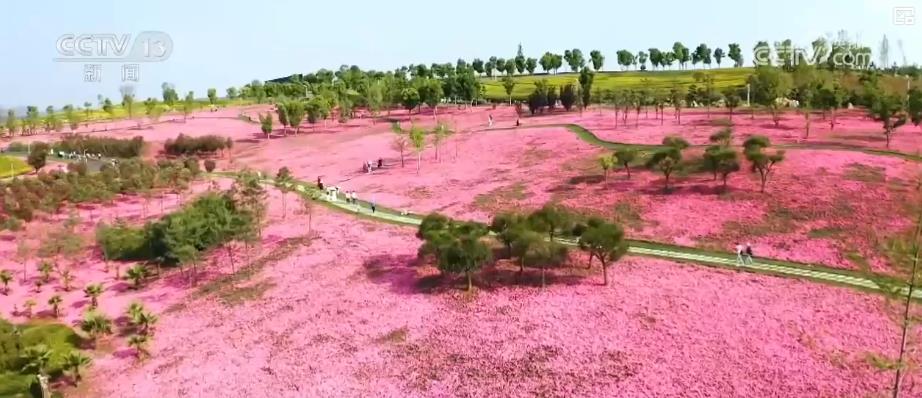 “鲜花经济”规模达千亿级 文旅融合助力乡村振兴与消费升级