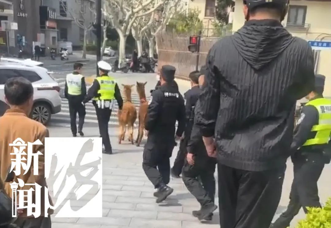 突发！就在上海市中心！特警、警察、热心市民30余人合力围捕！最新进展