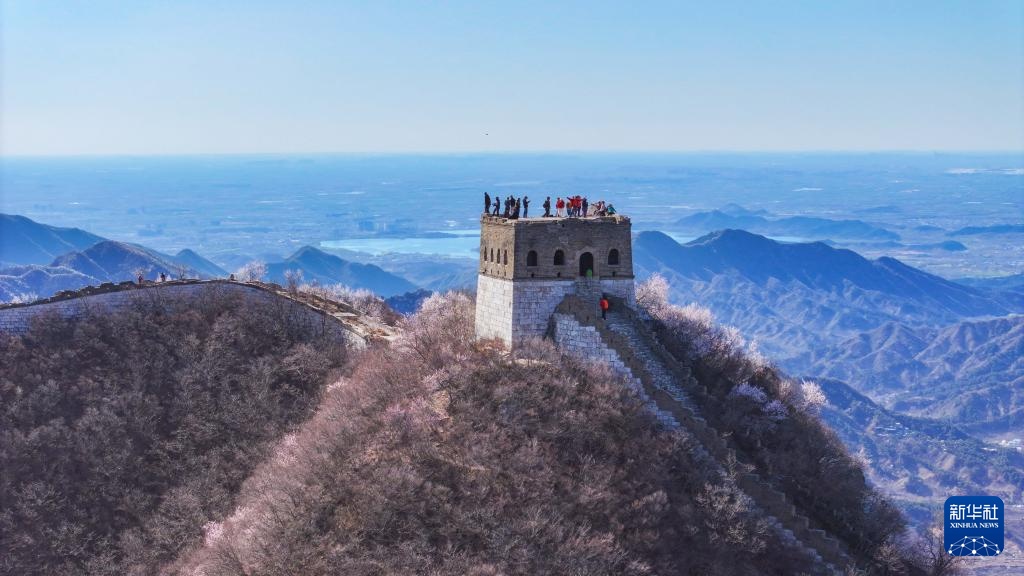 春到长城 山花绽放