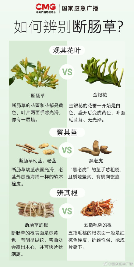 吃一口就中毒?断肠草:包的! 吃一口就中毒?断肠草:包的!