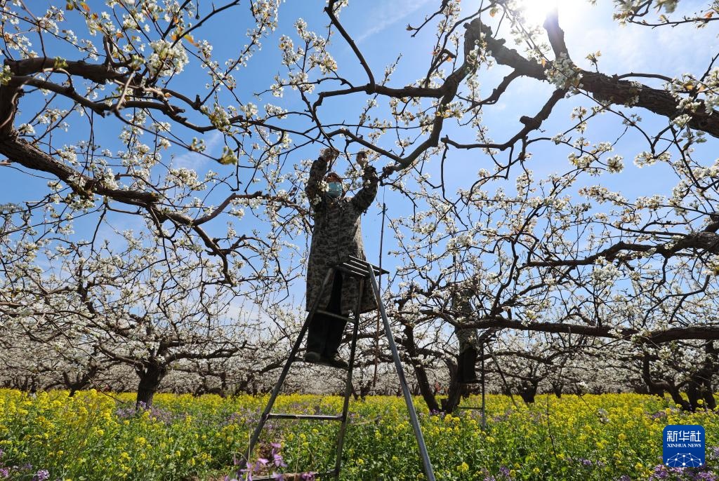 河北晋州：梨花枝上层层雪 游客踏青闻香来