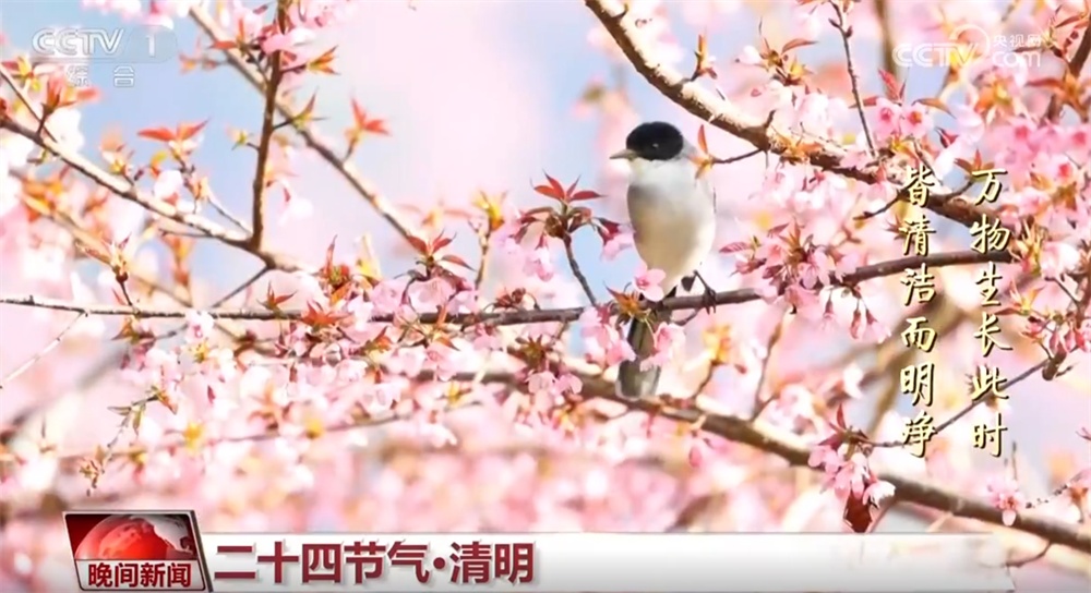 “梨花风起正清明” 神州大地春和景明 恰是一年春好处 “梨花风起正清明” 神州大地春和景明 恰是一年春好处