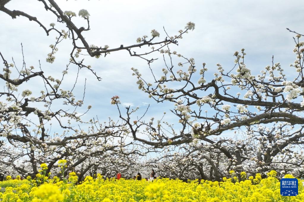 河北晋州：梨花枝上层层雪 游客踏青闻香来