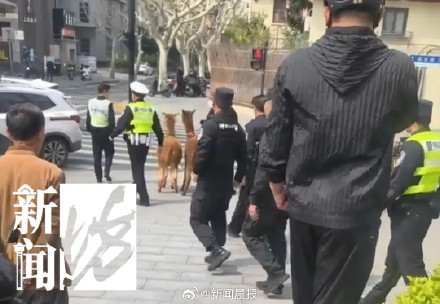 上海街头现两只撒欢羊驼,特警、警察、热心市民30余人合力围捕! 上海街头现两只撒欢羊驼,特警、警察、热心市民30余人合力围捕!