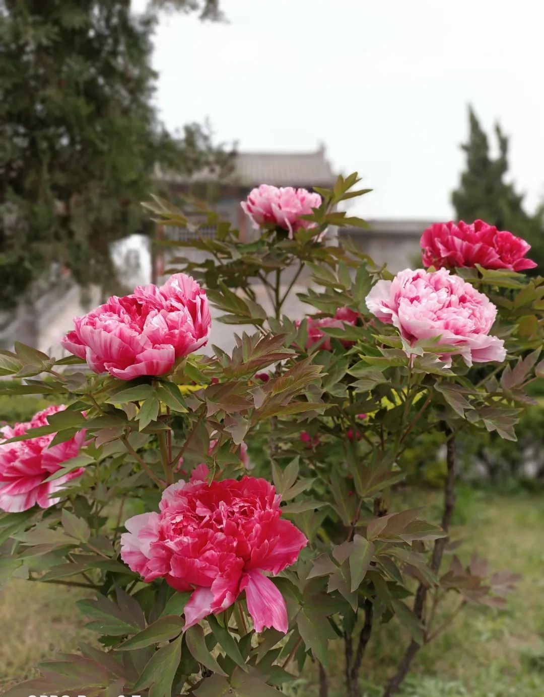 河南牡丹赏花地图来了