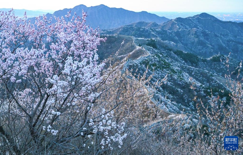 春到长城 山花绽放