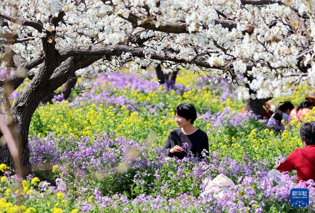 河北晋州：梨花枝上层层雪 游客踏青闻香来