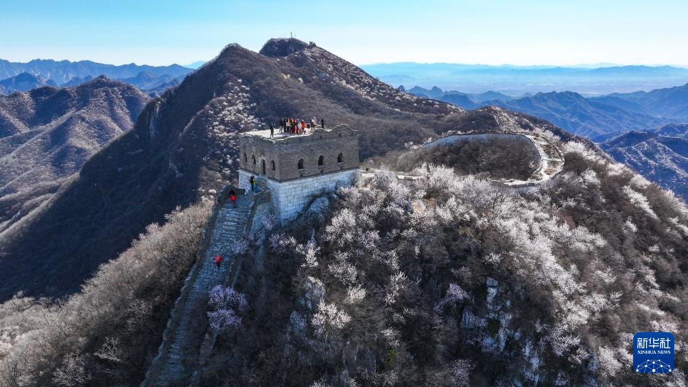 春到长城 山花绽放