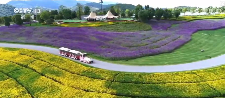 “鲜花经济”规模达千亿级 文旅融合助力乡村振兴与消费升级