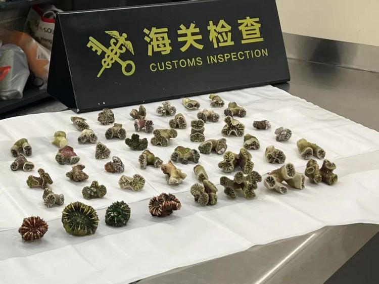 莲塘海关查获进境旅客人身绑藏走私濒危动物石珊瑚46只 莲塘海关查获进境旅客人身绑藏走私濒危动物石珊瑚46只