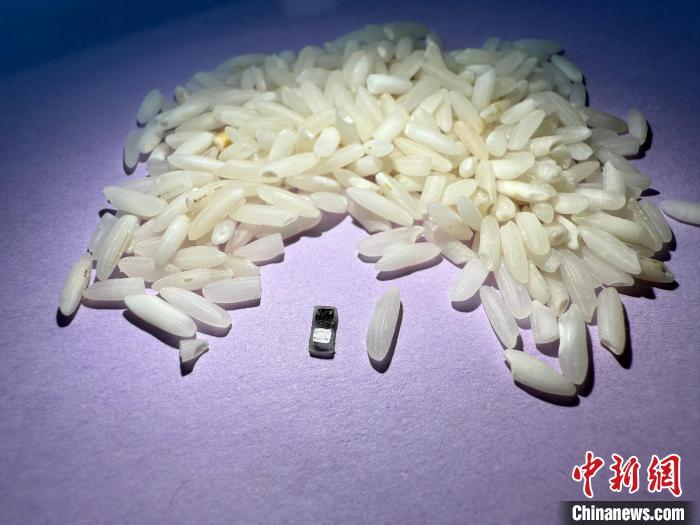 比米粒还小且可分解吸收 国际最新研发出微型临时起搏器 比米粒还小且可分解吸收 国际最新研发出微型临时起搏器