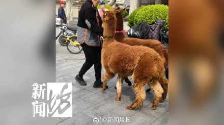 上海街头现两只撒欢羊驼,特警、警察、热心市民30余人合力围捕! 上海街头现两只撒欢羊驼,特警、警察、热心市民30余人合力围捕!