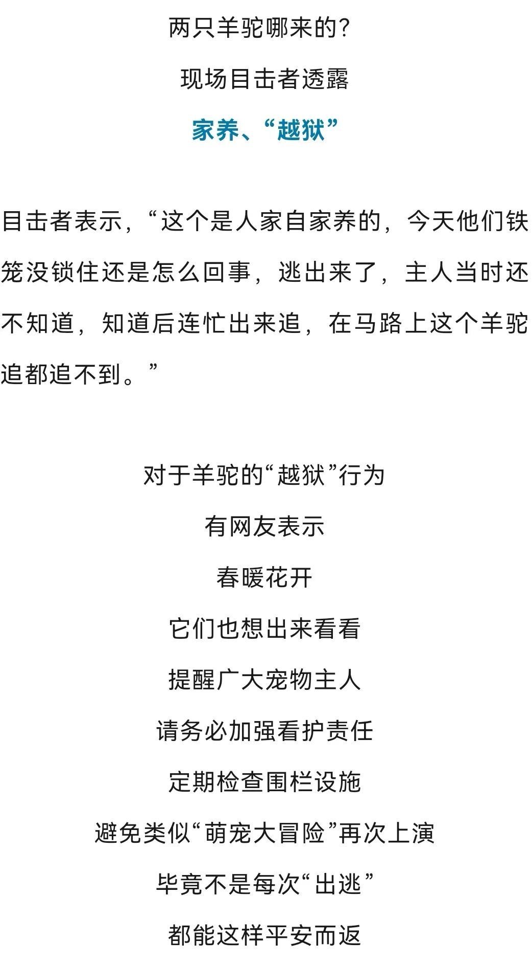 上海中心街头俩羊驼狂奔，特警、市民合力抓……