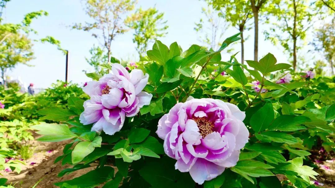 河南牡丹赏花地图来了