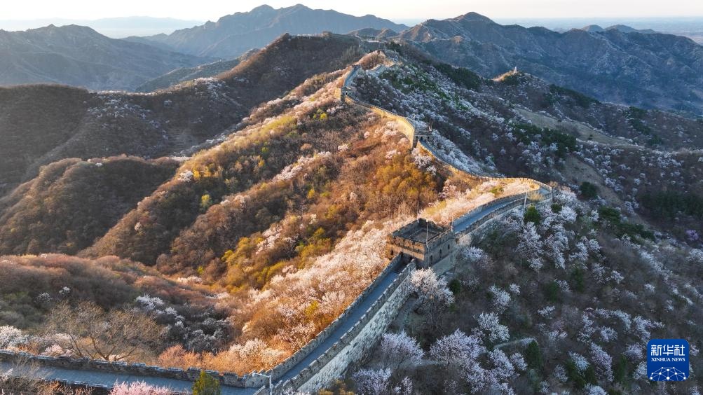 春到长城 山花绽放