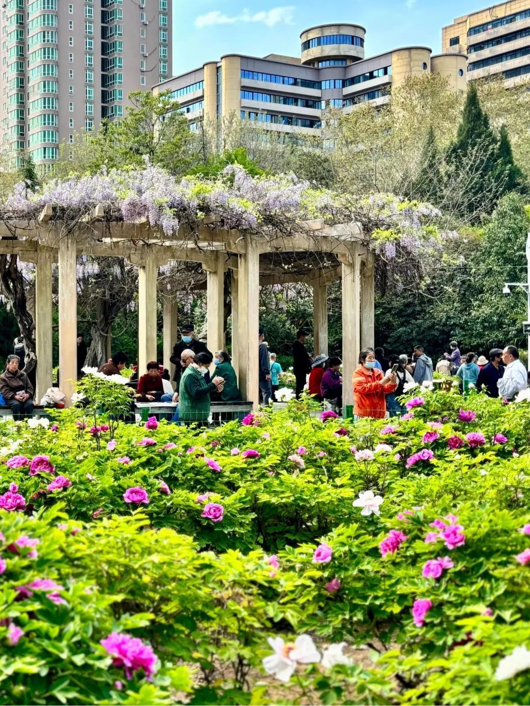 河南牡丹赏花地图来了