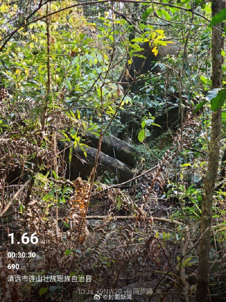 当APP成清明找墓神器