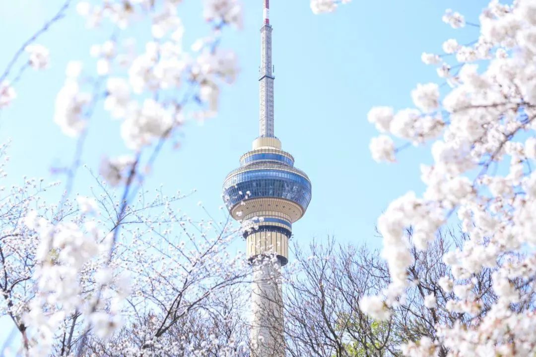 春花“顶流”限时开启夜间梦幻模式！玉渊潭公园，亮了！速来！
