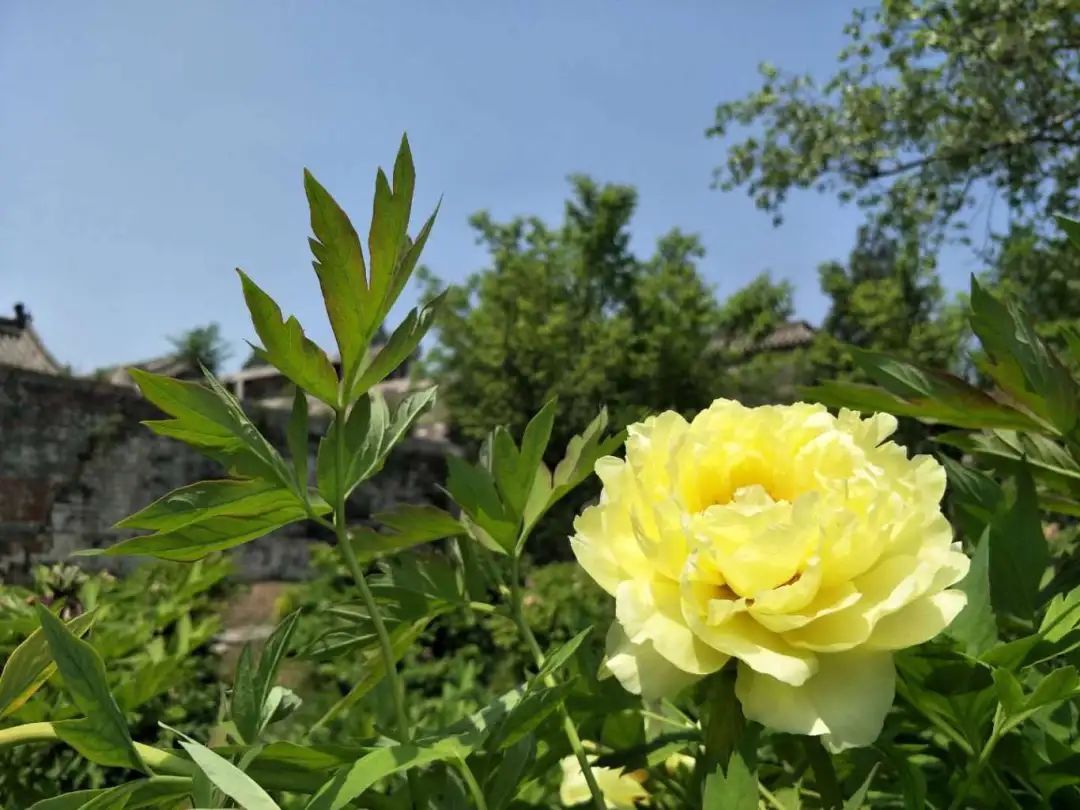 河南牡丹赏花地图来了