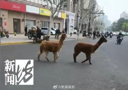 上海街头现两只撒欢羊驼,特警、警察、热心市民30余人合力围捕! 上海街头现两只撒欢羊驼,特警、警察、热心市民30余人合力围捕!