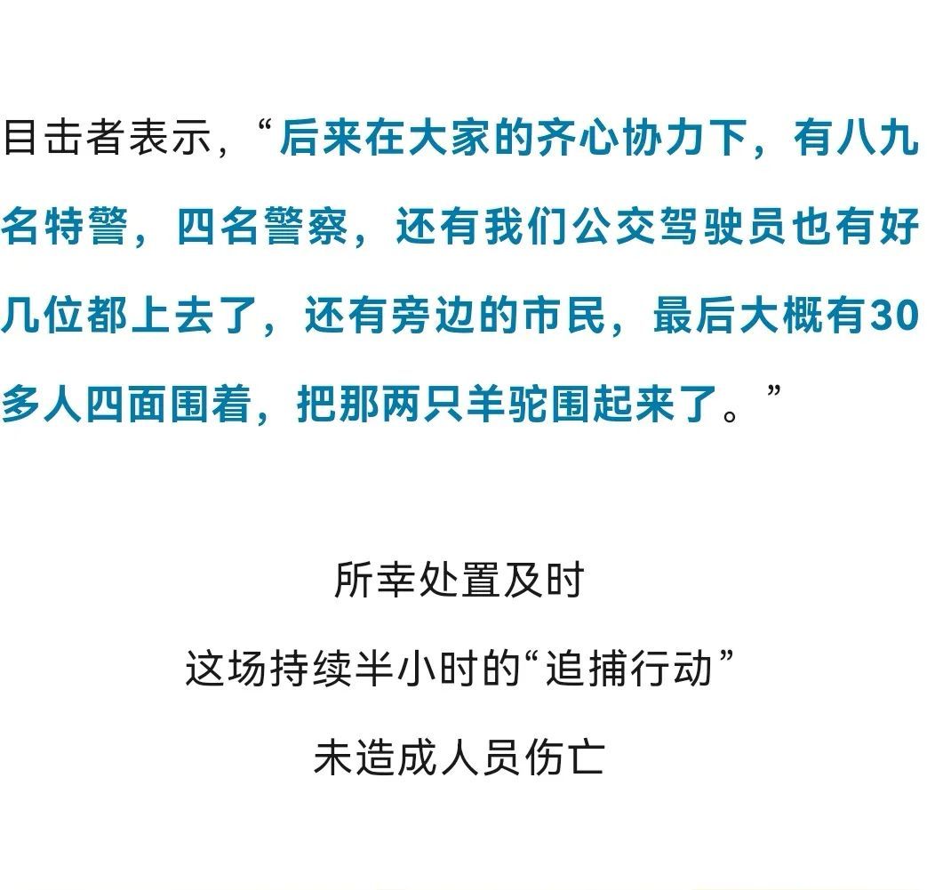 上海中心街头俩羊驼狂奔，特警、市民合力抓……