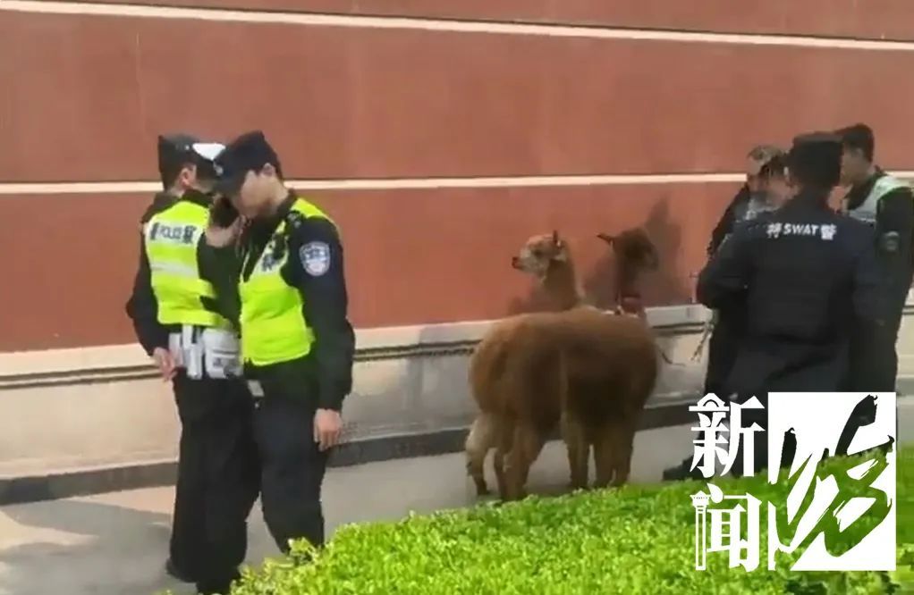 上海中心街头俩羊驼狂奔，特警、市民合力抓……